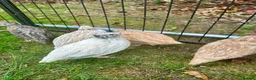 Quail poultry for sale: 6 Quails (very tame and friendly) - Advert 2