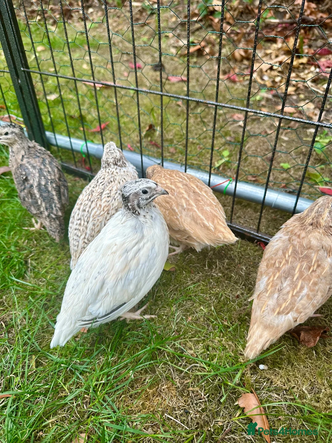 Quail poultry for sale: 6 Quails (very tame and friendly) - Advert 2