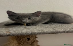 Mixed Breed cats for sale: 4 gorgeous kittens available now  - Image 3
