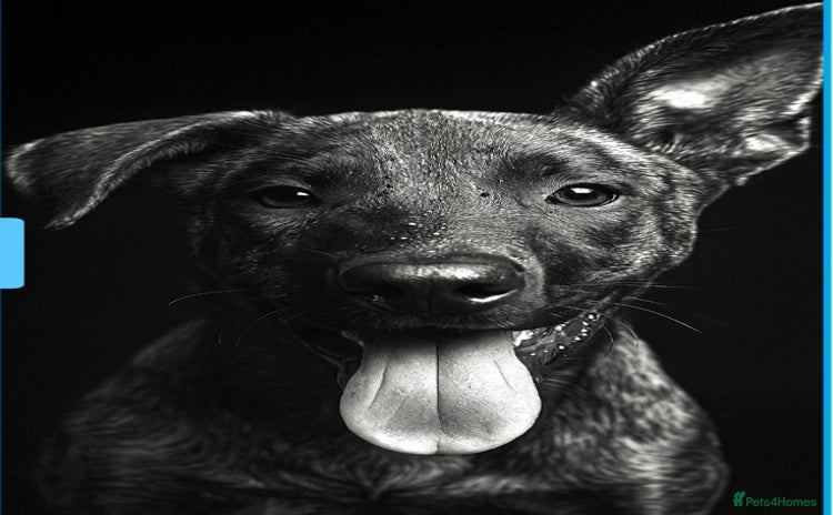 Mixed Breed dogs - Advert 2