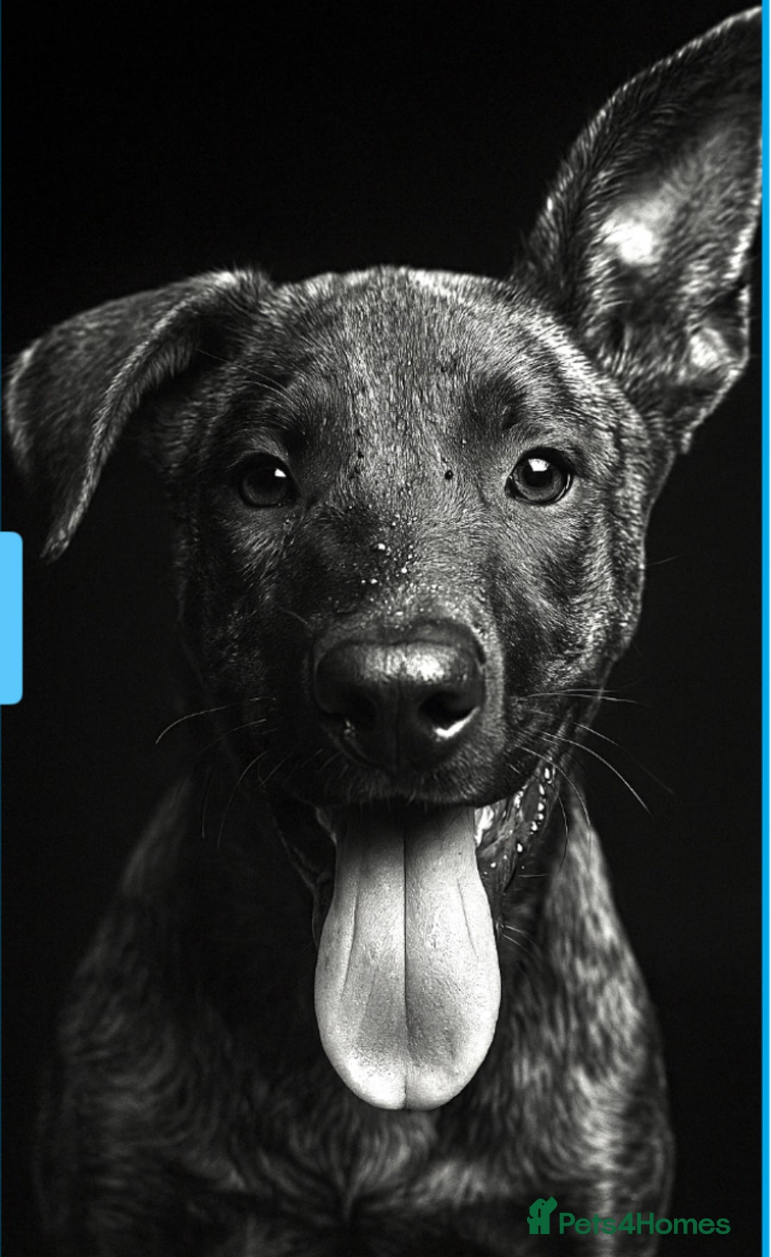 Mixed Breed dogs for sale: Beautiful Max needing new home  - Image 1