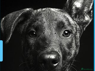 Mixed Breed dogs - Advert 15