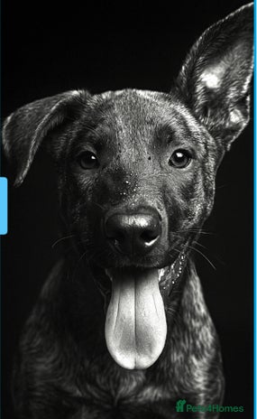 Mixed Breed dogs - Advert 13