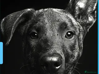 Mixed Breed dogs Beautiful Max needing new home - Advert 2