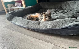 Mixed Breed cats for sale: 4 Beautiful Kittens 🐾 ❤️  - Image 7