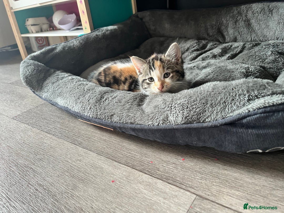 Mixed Breed cats for sale: 4 Beautiful Kittens 🐾 ❤️  - Image 7