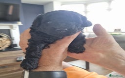 Toy Poodle dogs for sale: Two Toy poodle boys - Image 2