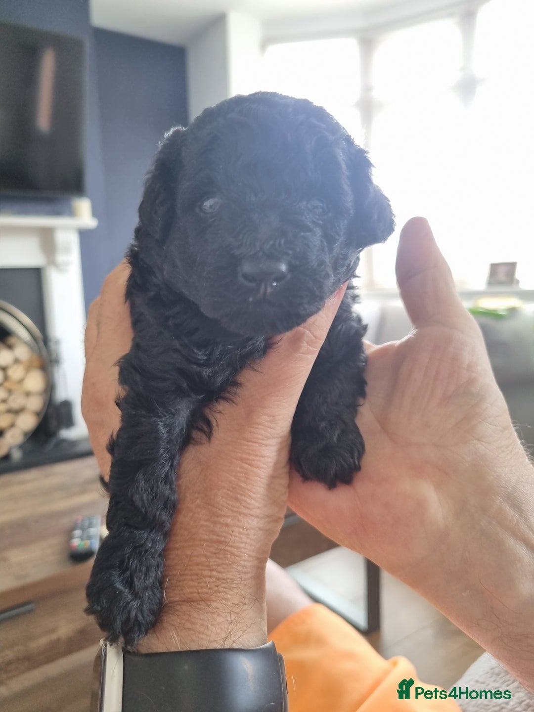 Toy Poodle dogs for sale: Two Toy poodle boys - Image 2