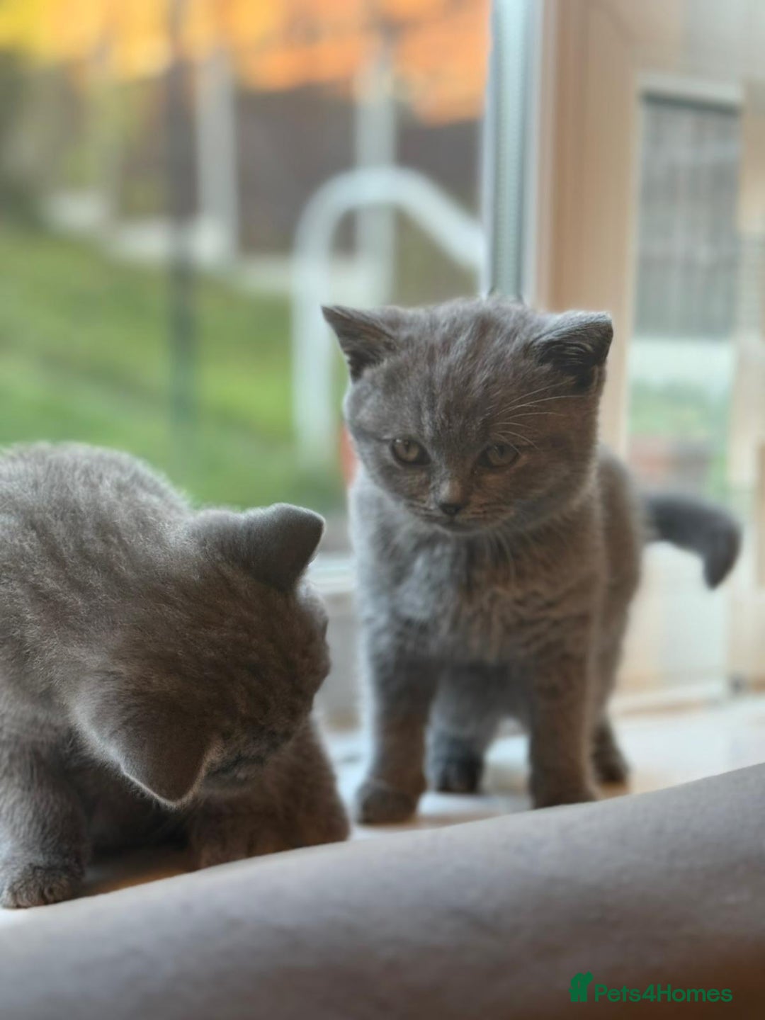 British Shorthair cats for sale: Two beautiful and lovely girls - Image 4