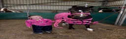 Welsh Section A horses for sale:  Princess Poppy – 11.2, 15yo Dun Welsh A Mare - Advert 2