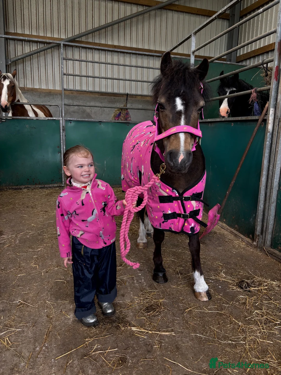 Welsh Section A horses for sale:  Princess Poppy – 11.2, 15yo Dun Welsh A Mare - Advert 2