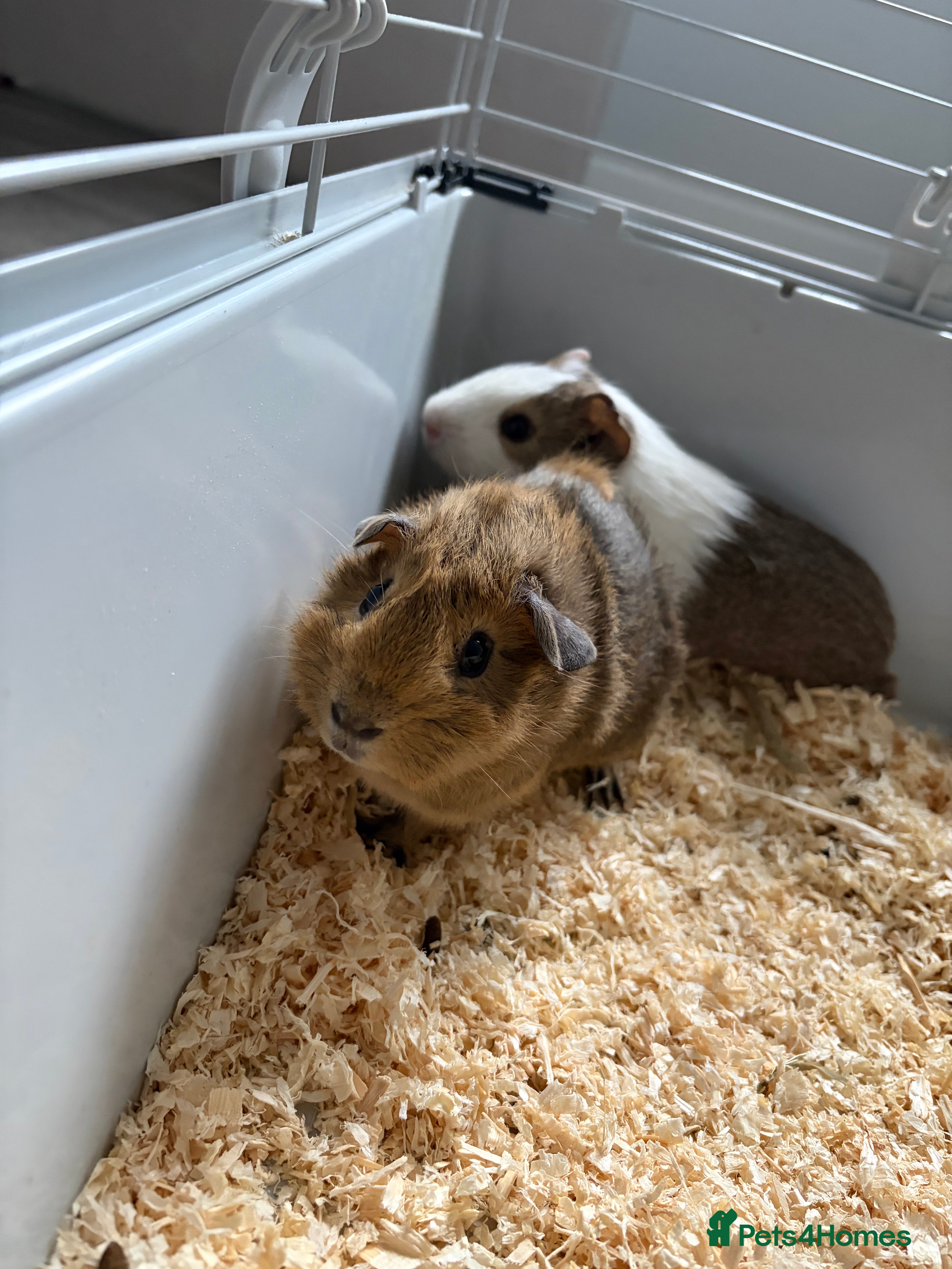 Guinea Pig rodents 2 guinea pigs  - Advert 1