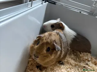 Guinea Pig rodents 2 guinea pigs - Advert 1