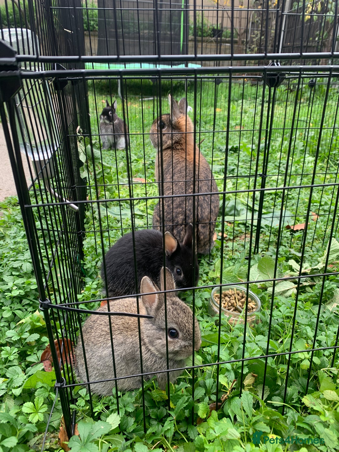 Netherland Dwarf rabbits for sale: Gorgeous Netherland Dwarf Rabbit - Advert 6