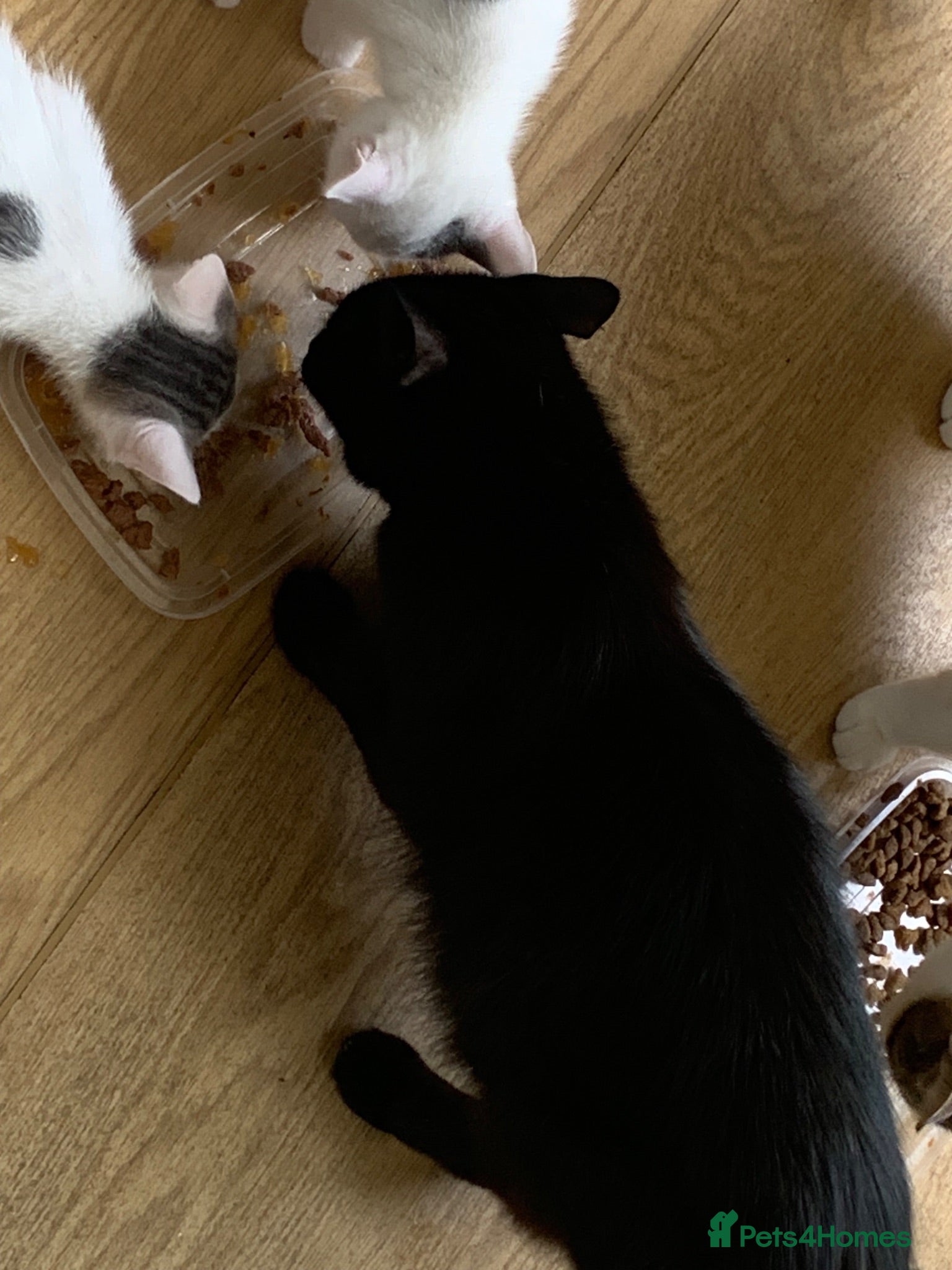 Mixed Breed cats Playful, cute, adventurous with manners lol - Advert 1