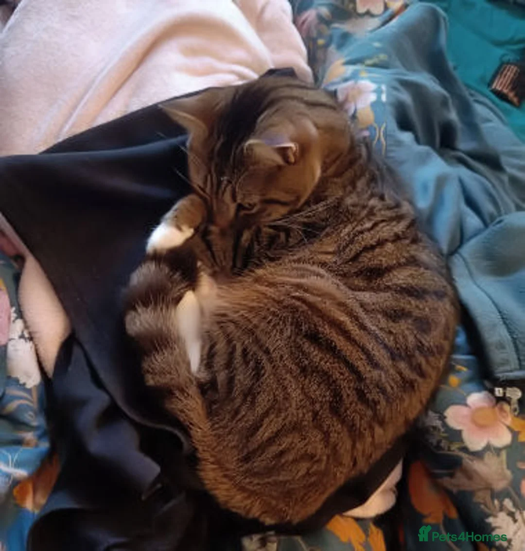 Mixed Breed cats for adoption: LEO.. - Advert 3