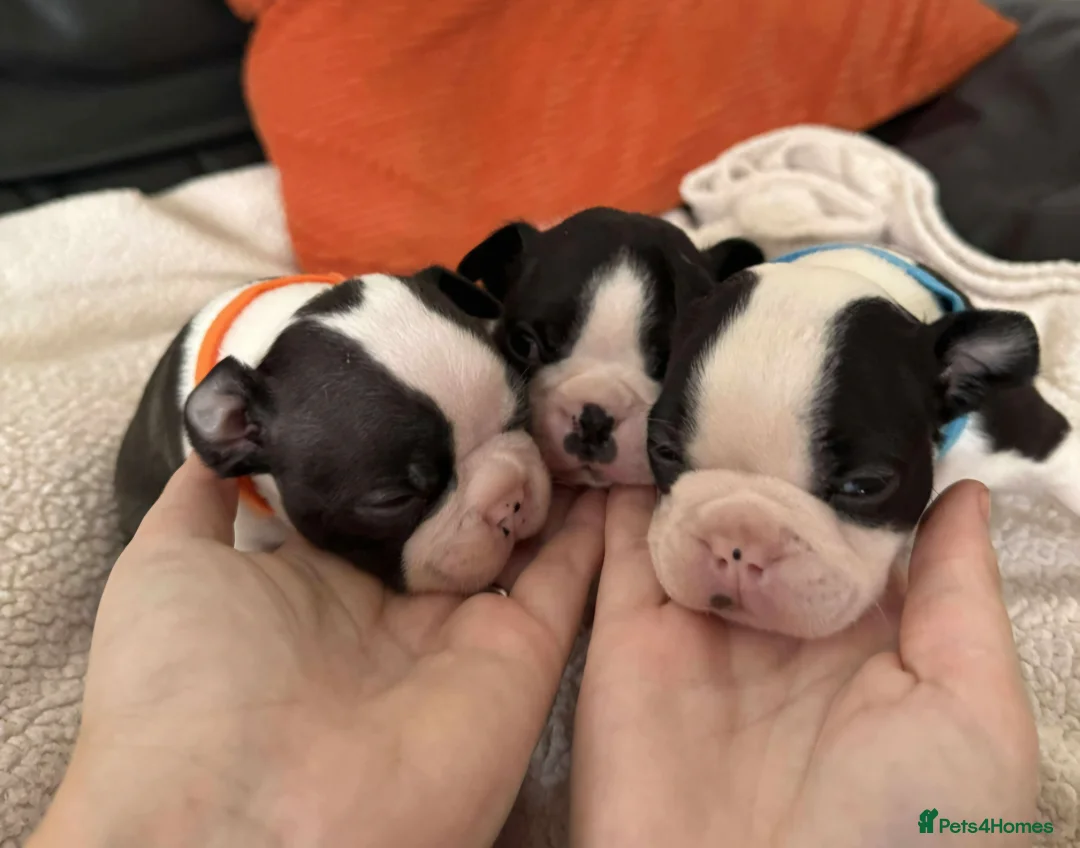Boston Terrier dogs for stud: BOSTON TERRIER STUD in Lytham Saint Annes - Advert 14