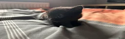 British Shorthair cats for sale: Kittens x4 - Advert 3