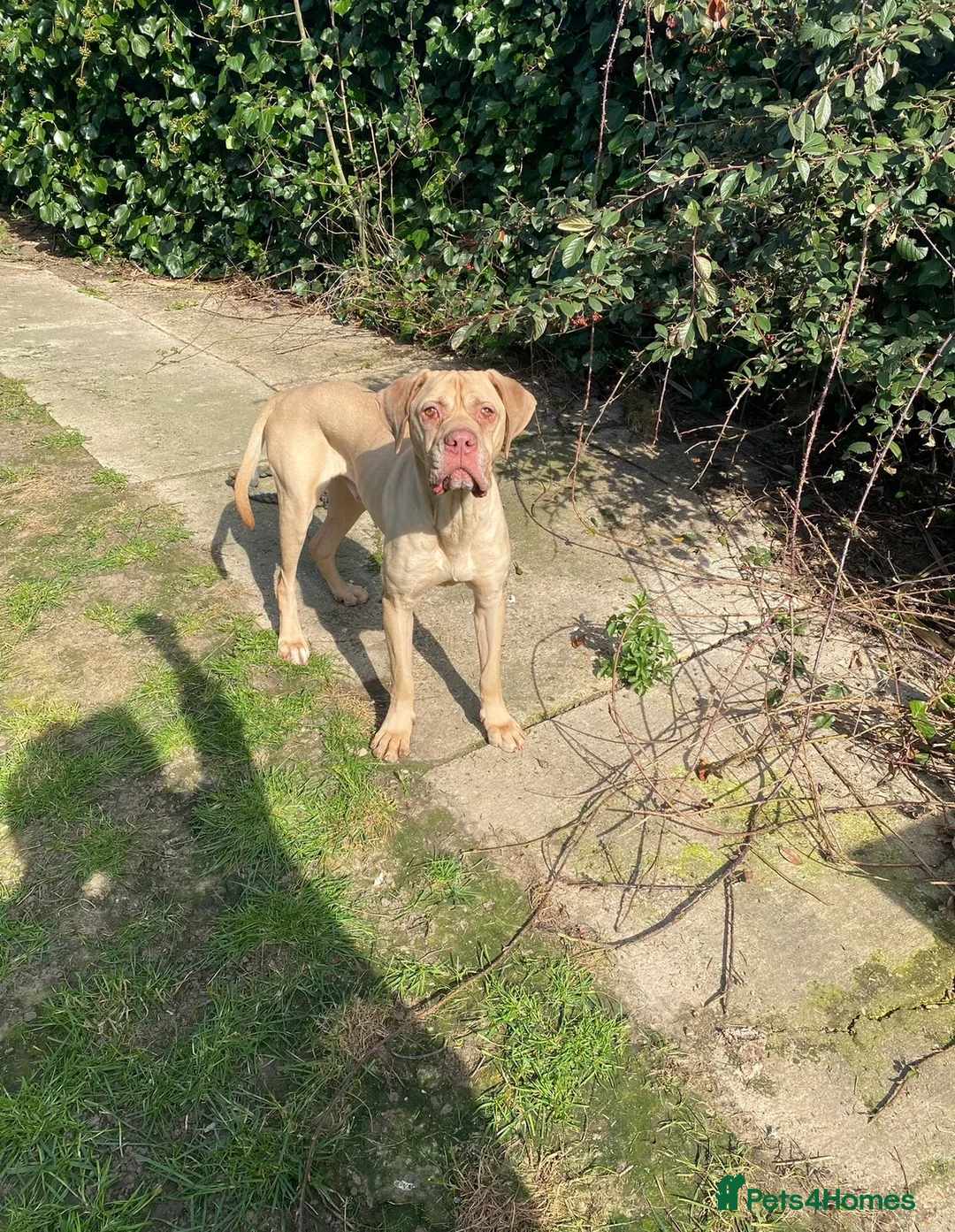 Mixed Breed dogs for sale: american bulldog x ridgeback  - Advert 2
