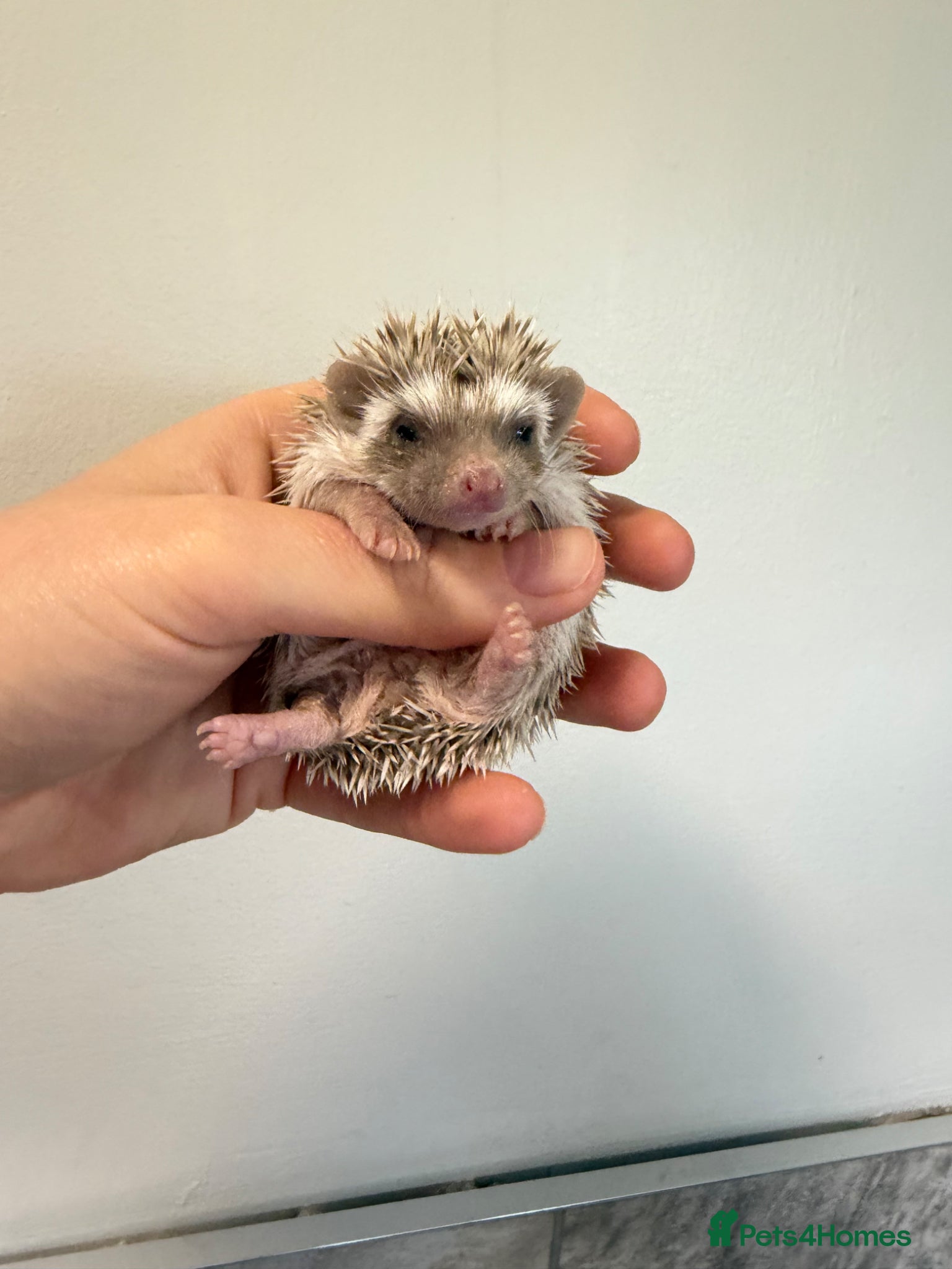 Pygmy Hedgehog rodents African Pygmy hedgehogs available to reserve  - Advert 4