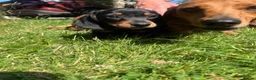 Dachshund dogs for sale: Female dachshund puppy  - Advert 3