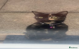 Mixed Breed cats for sale: 1 beautiful girl kitty left ready now - Image 3