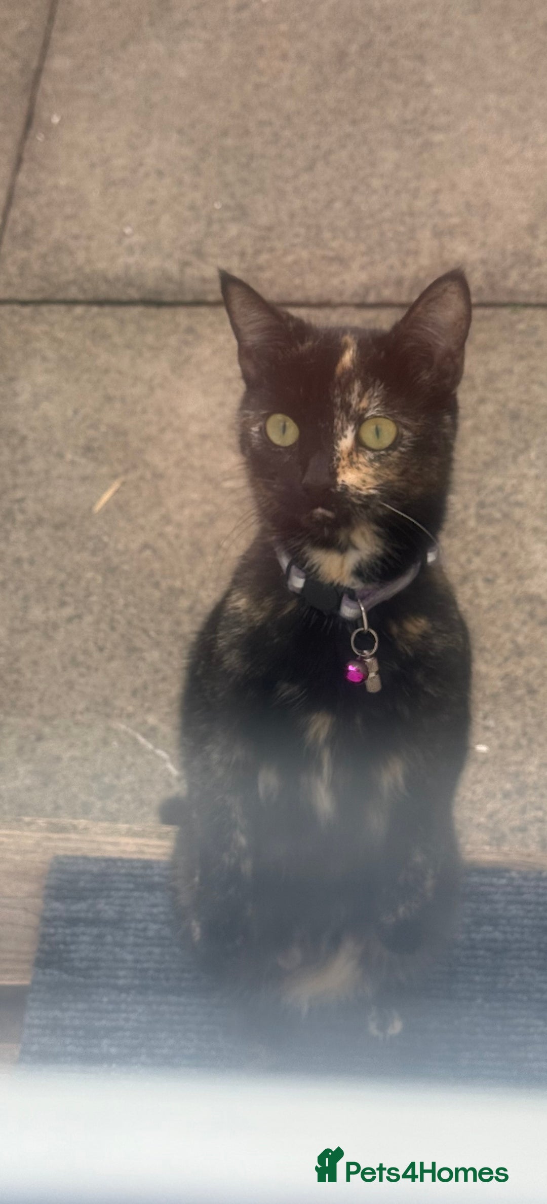 Mixed Breed cats for sale: 1 beautiful girl kitty left ready now - Image 3