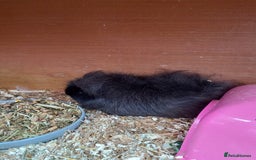 Guinea Pig rodents for sale: Swiss baby sow guinea pigs - Image 7
