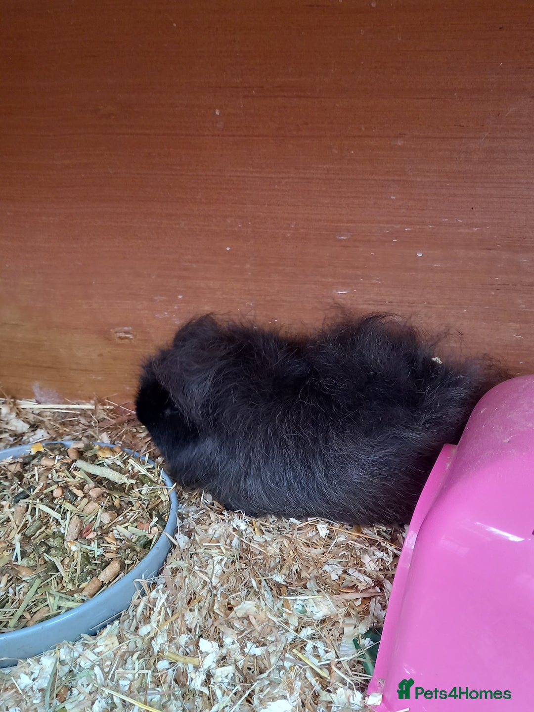 Guinea Pig rodents for sale: Swiss baby sow guinea pigs - Image 7