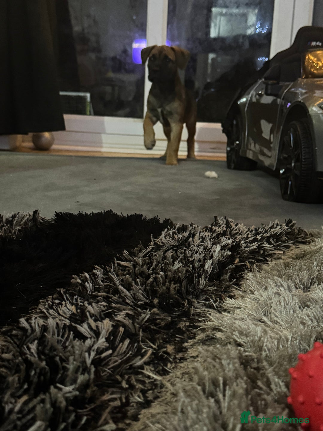 Mixed Breed dogs for sale: American Staff x Bullmastiff Pups  - Advert 25