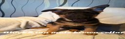 German Shepherd dogs for sale: GLENCONNER GERMAN SHEPHERDS  - Advert 21