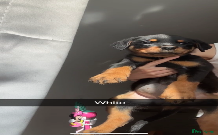 Rottweiler dogs - Advert 10