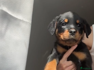 Rottweiler dogs - Advert 20