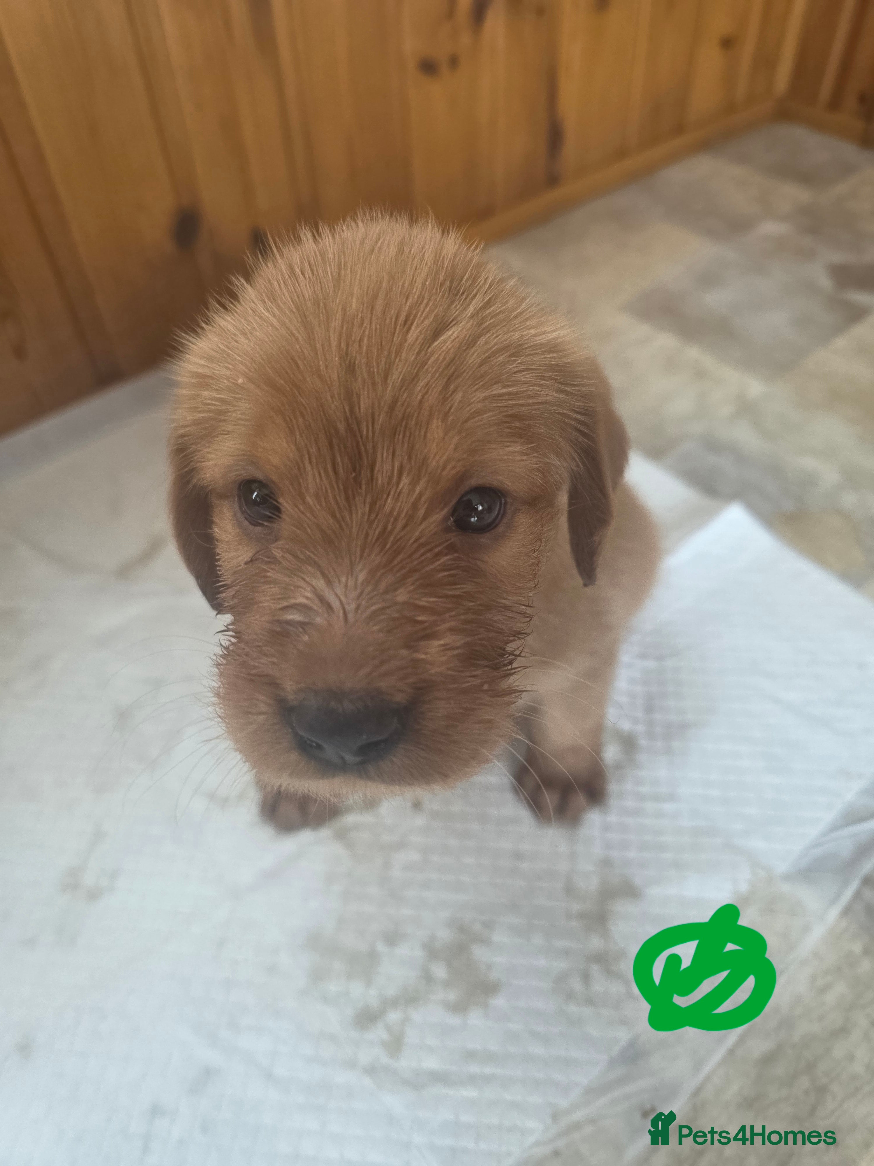 Mixed Breed dogs Labrador x Wirehaired Vizsla Puppies  - Advert 2