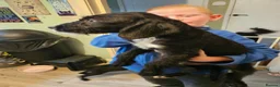 Mixed Breed dogs for sale: Dalmadoodle puppies  - Advert 4