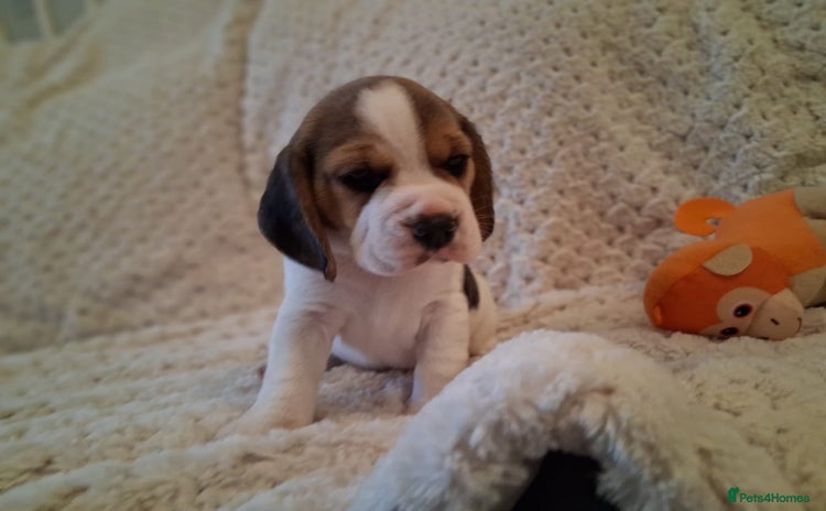 Beagle dogs - Advert 4