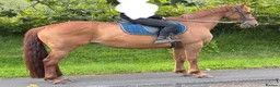 British Warmblood horses for sale: Stunning 16.1 warmblood mare  - Advert 10