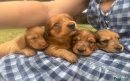 Dachshund dogs for sale: 2 American Red Long Haired Dachshund Puppies - Image 1
