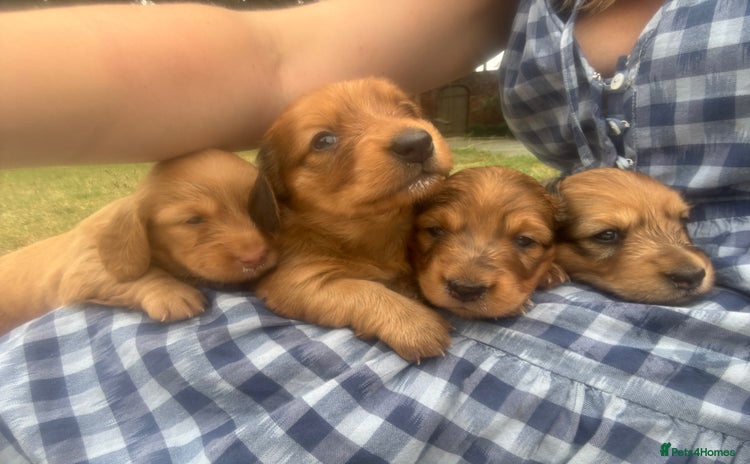 Dachshund dogs - Advert 7
