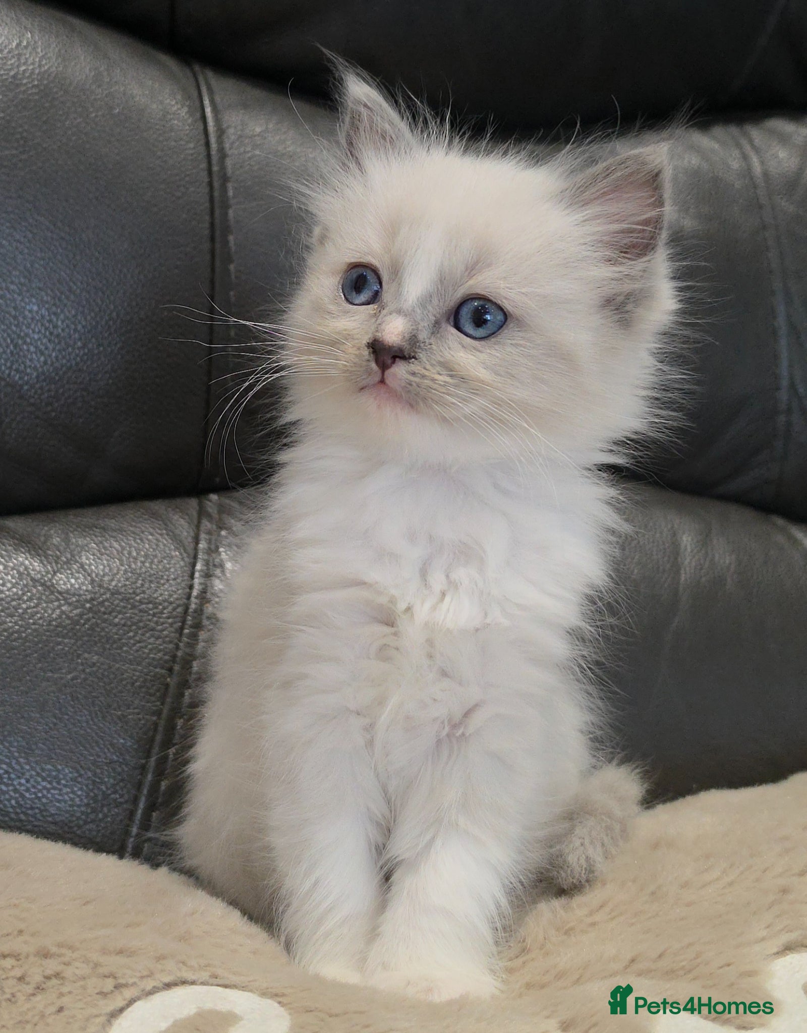 Ragdoll cats stunning  little  ragdoll  kittens  - Advert 2