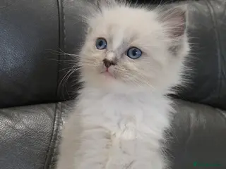 Ragdoll cats stunning little ragdoll kittens - Advert 2