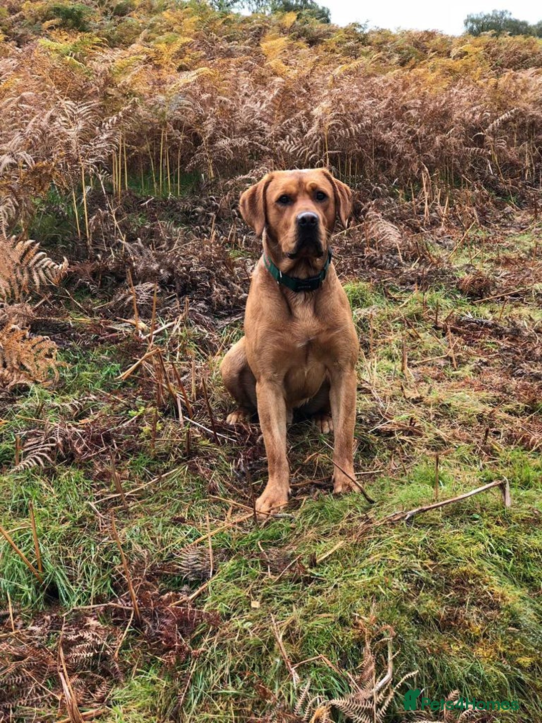 Labrador Retriever dogs for sale: Stunning Pure Labrador retriever puppies - Image 22