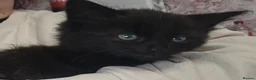 British Longhair cats for sale: Female black kitten - Advert 5