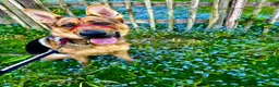 German Shepherd dogs for sale: 1 year old GermanShepherd - Advert 4