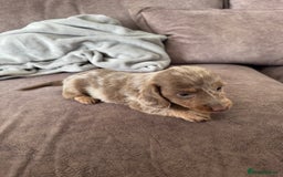 Miniature Dachshund dogs for sale: Long haired miniture dachshund  - Image 17
