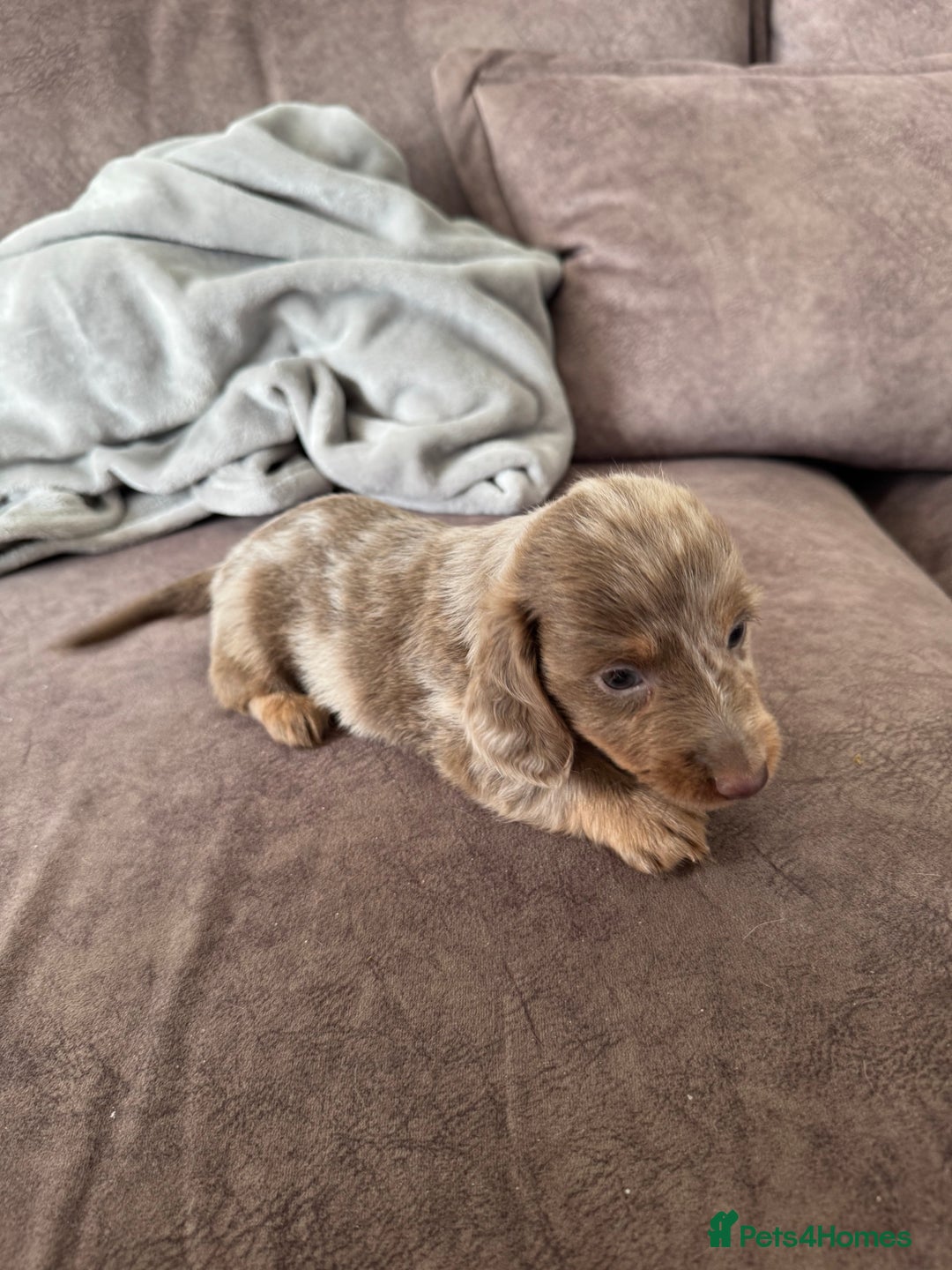 Miniature Dachshund dogs for sale: Long haired miniture dachshund  - Image 17
