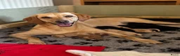 Labrador Retriever dogs for sale: Labrador puppies yellow & black - Advert 3