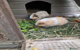 Guinea Pig rodents for sale: Guinea pigs - Image 4