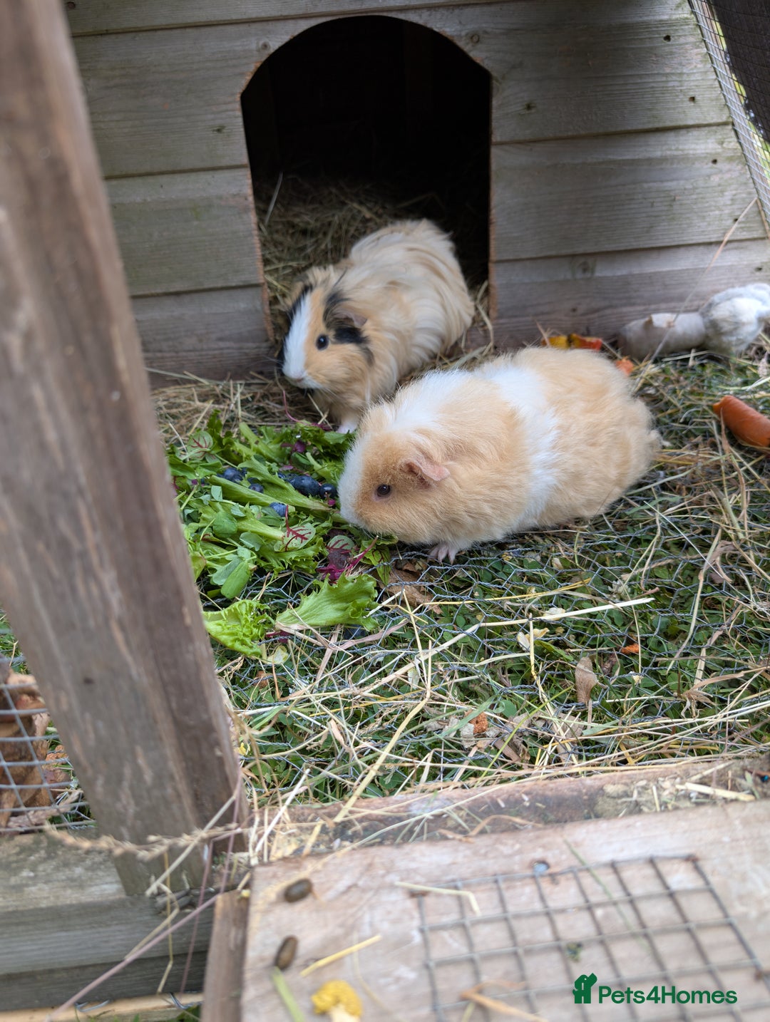 Guinea Pig rodents for sale: Guinea pigs - Image 4