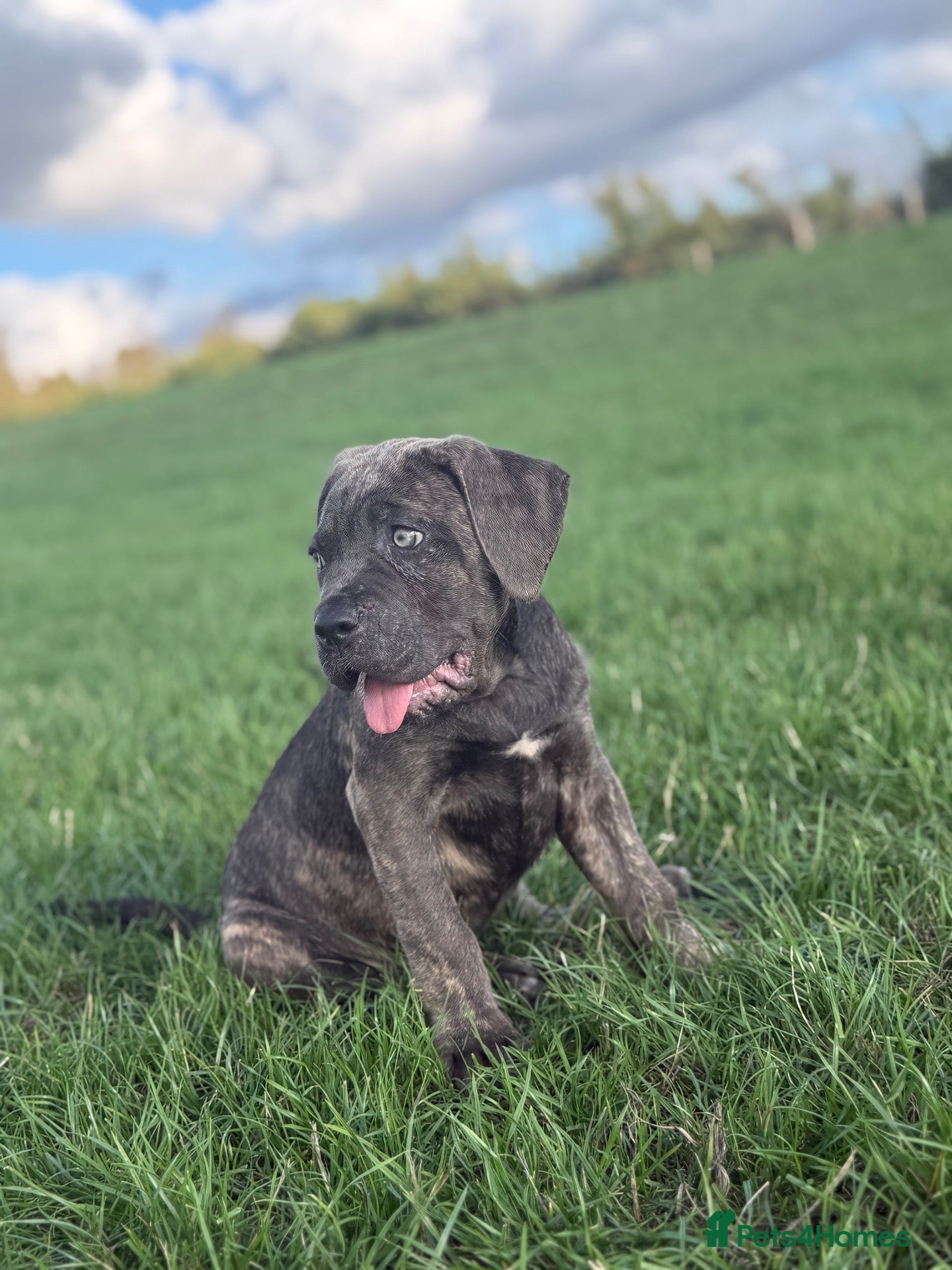 Cane Corso dogs 🐾 Balestra Magica Corso FCI - Advert 1
